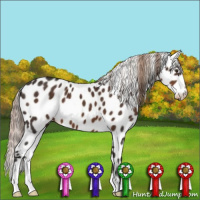 Horse Color:Liver Chestnut Appaloosa 