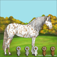 Horse Color:Palomino Appaloosa