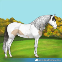 Horse Color:Bay Dun Splash Tobiano