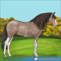 Horse Color:White Spotted Classic Champagne 