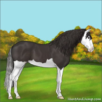 Horse Color:Smoky Black Splash 