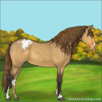 Horse Color:Buckskin Dun Sabino Appaloosa