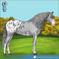 Horse Color:Black Sabino Appaloosa