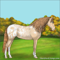 Horse Color:Buckskin Pearl Appaloosa 