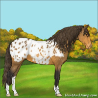Horse Color:Buckskin Appaloosa 