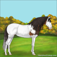 Horse Color:Buckskin Splash Appaloosa 