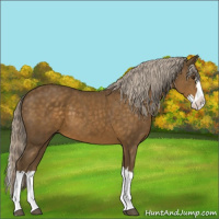 Horse Color:Chocolate Palomino Sabino Splash