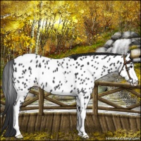 Horse Color:White Spotted Black Appaloosa