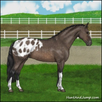 Horse Color:Brown Dun Appaloosa Brindle 