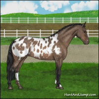 Horse Color:Brown Dun Near Leopard Brindle 