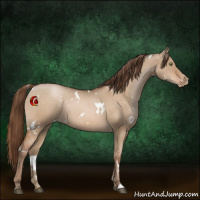 Horse Color:White Spotted Brown Pearl Dun Rabicano Brindle 