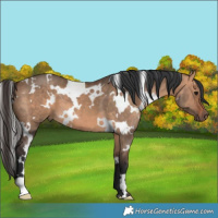Horse Color:White Spotted Bay Dun