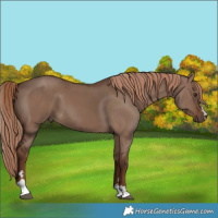 Horse Color:Liver Red Dun