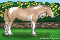 Horse Color:Chestnut Pearl Splash Tobiano 