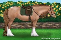 Horse Color:Brown Pearl Sabino Tobiano Rabicano