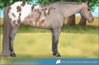 Horse Color:Bay Dun Appaloosa Brindle