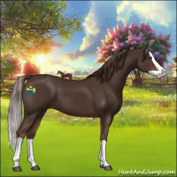 Horse Color:Liver Chestnut Splash 