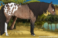 Horse Color:Brown Dun Appaloosa Brindle 