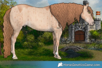 Horse Color:Gold Champagne Dun Brindle 