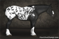 Horse Color:Gray Black Appaloosa 