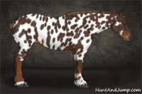 Horse Color:Gray Chestnut Appaloosa 