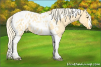 Horse Color:Palomino Dun Tobiano Appaloosa 