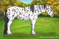 Horse Color:Grullo Tobiano Appaloosa 