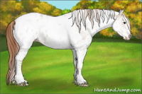 Horse Color:White Spotted Red Dun Tobiano Appaloosa 