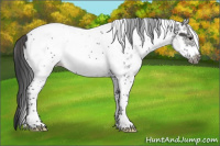 Horse Color:White Spotted Black Tobiano Frame Appaloosa 