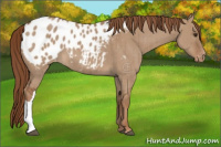 Horse Color:Red Dun Appaloosa Brindle 