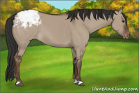 Horse Color:Liver Red Dun Appaloosa 
