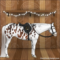Horse Color:Brown Appaloosa 