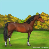 Horse Color:Brown Tobiano Rabicano 
