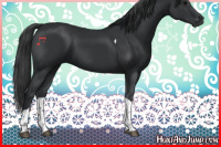 Horse Color:Black Tobiano 