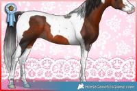 Horse Color:Brown Splash Tobiano Rabicano