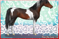 Horse Color:Brown Tobiano 