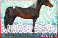 Horse Color:Brown Tobiano 