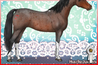 Horse Color:Brown Roan Tobiano Rabicano 