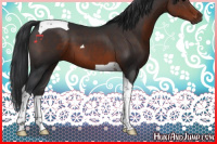 Horse Color:Brown Tobiano 