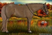 Horse Color:Chocolate Palomino 