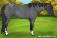 Horse Color:Blue Roan Tobiano 