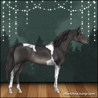 Horse Color:Smoky Black Tobiano Rabicano