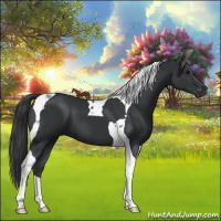 Horse Color:Black Tobiano 