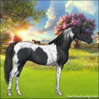 Horse Color:Black Tobiano 