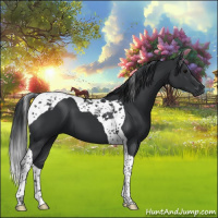 Horse Color:Black Tobiano 