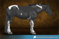 Horse Color:Black Tobiano 