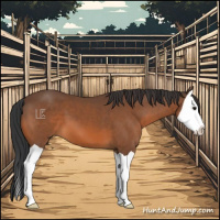 Horse Color:Bay Splash