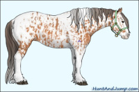Horse Color:Bay Splash Tobiano Appaloosa  and Bay Splash Tobiano Appaloosa 