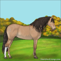 Horse Color:Bay Dun