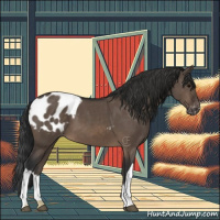 Horse Color:Brown Dun Appaloosa 